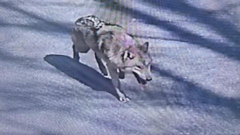 대전 오월드 늑대 1마리 탈출… 동물원 밖으로 나가