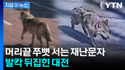 대전 오월드 늑대 탈출...수색 도심 일대로 확대 [지금이뉴스] 