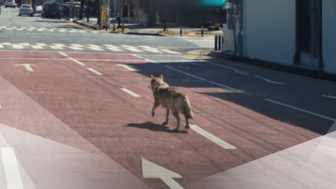 동물원서 늑대 탈출…인근 마을·학교 \'발칵\'