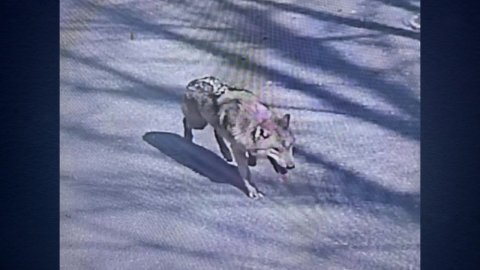 대전 동물원 늑대 탈출 이틀째…비 내려 수색 난항