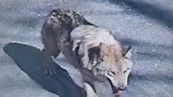 대전 동물원 늑대 탈출 이틀째 수색...초등학교 휴업