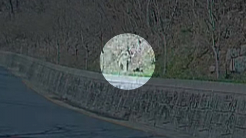 대전 동물원 \'늑대 탈출\'…학교 휴업·수색 난항