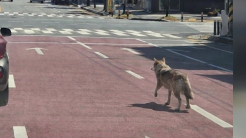 늑대 도심 출몰 사진은 '출처 불명'…첫날 수색 혼선