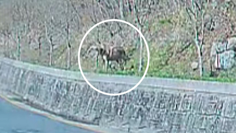 대전 동물원 \'늑대 탈출\'…학교 휴업·수색 난항