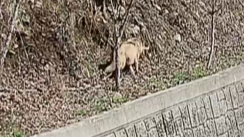 [단독] CCTV에 포착된 '늑구'...주변 경계하더니 산속으로