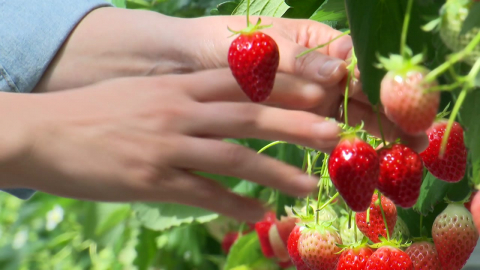 [청년농부] "맑은 공기 따라 귀농"…강릉 딸기 부부 청년농부
