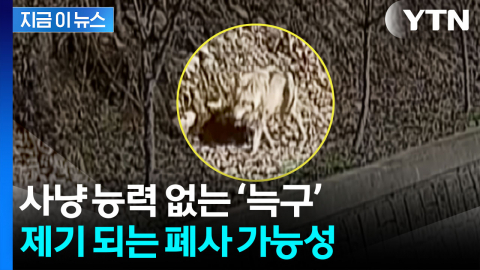 흙 파고 동물원에서 탈출한 '늑구'...사냥 능력 없어 폐사 가능성 [지금이뉴스]