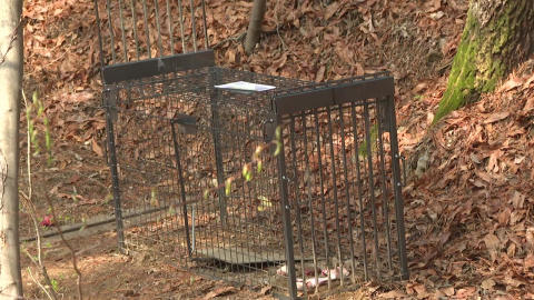 \'늑구\' 수색 총력…포획 위해 울타리 문 긴급 공사