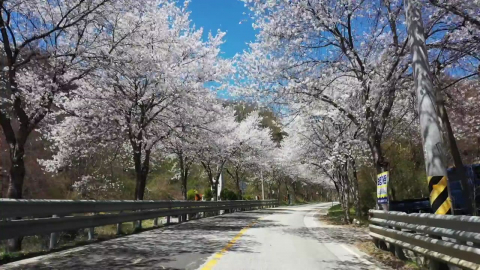 벚꽃길 따라, 유채꽃밭 속으로…따사로운 봄날 나들이객 '북적'