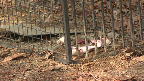 대전 늑대 수색 닷새째...'늑구' 흔적 못 찾아