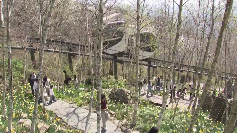 모노레일 타고 봄꽃 구경해요…수선화·벚꽃 '활짝'