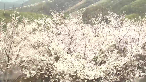봄빛으로 물든 수목원 '북적'…수선화·벚꽃 '만개'