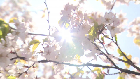 마지막 벚꽃부터 상쾌한 편백 숲까지…봄 만끽