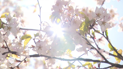 마지막 벚꽃부터 상쾌한 편백 숲까지…봄 만끽
