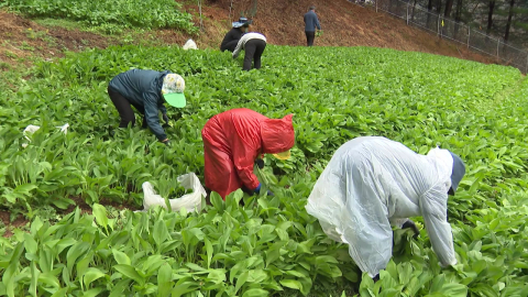 알싸한 '명이나물'…내설악 산나물 수확 한창