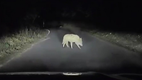 '동물원 탈출 늑대' 늑구 발견…포획 위해 대치 중