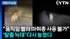대전 \'탈출 늑대\' 늑구 드디어 발견했는데...포획망 뚫리며 놓쳤다 [지금이뉴스]