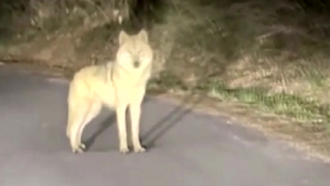 대전 \'탈출 늑대\' 늑구 발견…포위망 뚫고 달아나