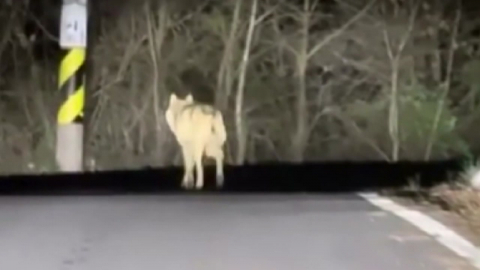 대전 탈출 늑대 '늑구' 발견…"마취총 피해 도주"