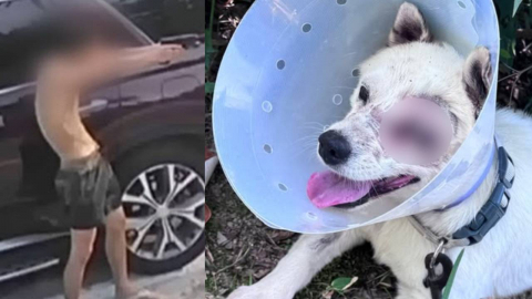 비비탄 난사에 반려견 안구 적출까지…20대들 법정으로