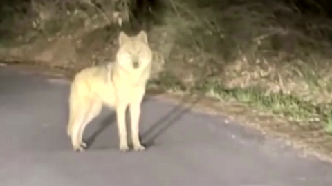 대전 탈출 늑대 \'늑구\' 발견…"포위망 피해 달아나"