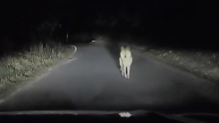 탈출 늑대 '늑구' 발견...마취총 빗나가며 포획 실패