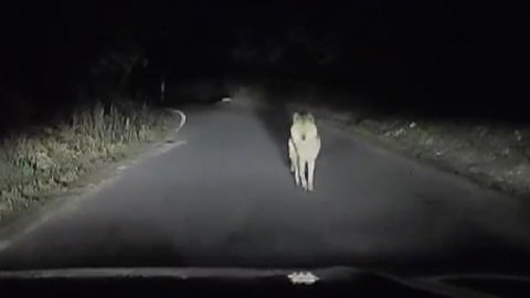 탈출 늑대 \'늑구\' 발견…마취총 빗나가며 포획 실패