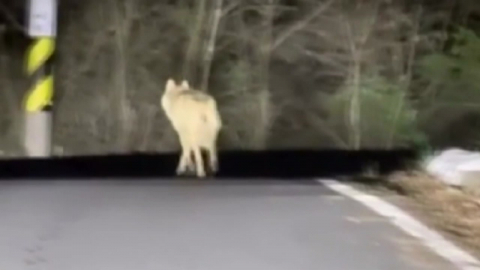 탈출 늑대 8일째 수색…온라인선 \'늑구맵\' 화제