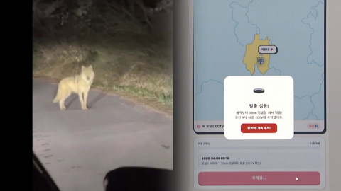 대전 탈출 늑대 8일째 수색…\'늑구맵\' 누리집 화제