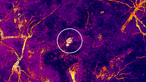 탈출 늑대 \'늑구\' 수색 8일째…"밤사이 발견 못 해"