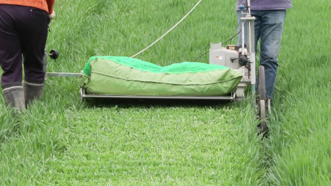 [녹색] 간 보호하는 신품종 '혜누리'…농가 소득도 '껑충'