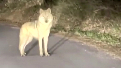 "늑구, 최소 2주는 더 버틸 듯…공격성은 낮아"