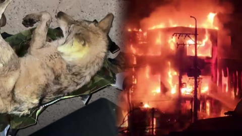 탈출 늑대 \'늑구\' 9일 만에 생포…유아용품 공장 큰불