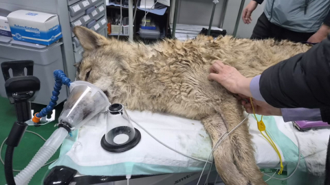 대전 탈출 '늑구' 9일 만에 생포…건강 이상 없어