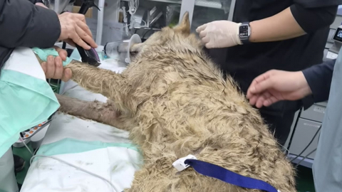 탈출 늑대 \'늑구\' 9일 만에 생포…"건강 이상 없어"