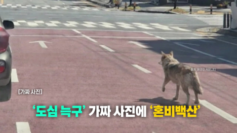 “늑구 봤어요!”…가짜 사진 제보에 수색 '혼선' [앵커리포트]