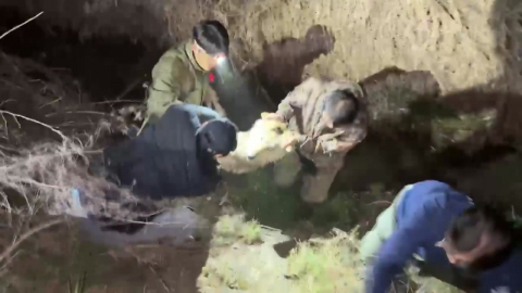 탈출 늑대 '늑구' 9일 만에 생포…"건강 상태 양호"