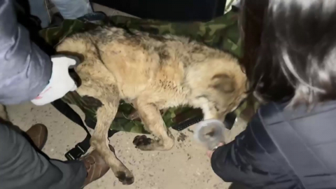 "뱃속에서 낚싯바늘이…" 수의사가 본 늑구의 상태는?