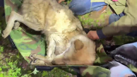 탈출 늑대 '늑구' 9일 만에 생포…"건강 상태 양호"