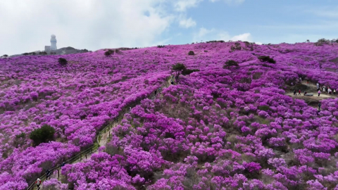 해발 1,000m에 펼쳐진 꽃세상…상춘객 마음 훔치는 '참꽃'