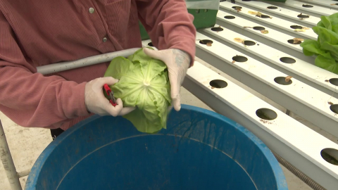 포장재 가격↑·상추 수요↓…농가 속앓이