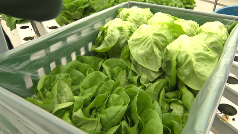 전쟁 여파 상추 농장까지…"포장재 오르고 수요 줄어"
