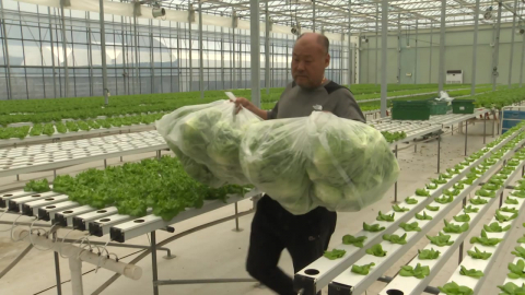 포장재는 오르고 수요는 줄고…두 번 우는 상추 농가