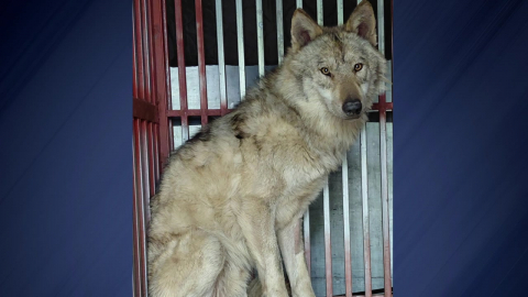 늑구맵에서 늑구빵까지…도망친 늑대는 왜 스타가 됐나