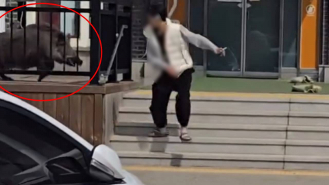 \'화장실 쾅쾅\' 휴게소에 멧돼지 출몰…이용객들 \'혼비백산\'