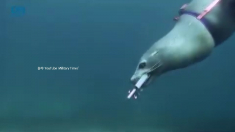 바다사자와 돌고래…기뢰 제거, 가능할까? [앵커리포트]