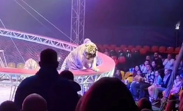 서커스 무대 무너져 호랑이 탈출…관객석 난입 '아수라장'