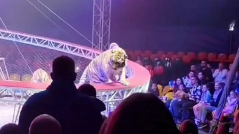 서커스 무대 무너져 호랑이 탈출…관객석 난입 '아수라장'