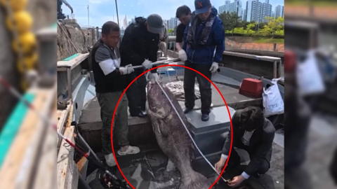 한꺼번에 잡힌 '전설의 심해어'…"日대지진 전조설?" 전문가 답변은