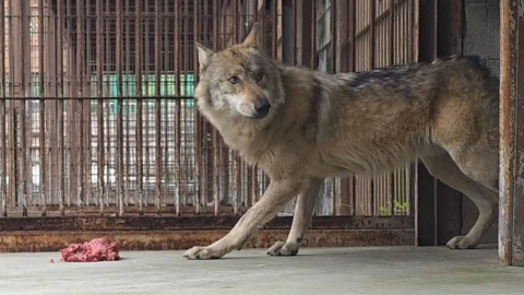 \'늑구 마케팅\'에만 혈안?…오월드 \'셀프 감사\' 논란